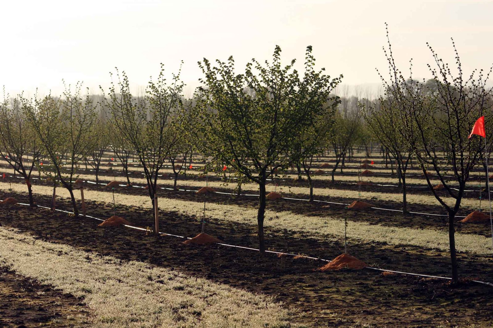 Drip Irrigation